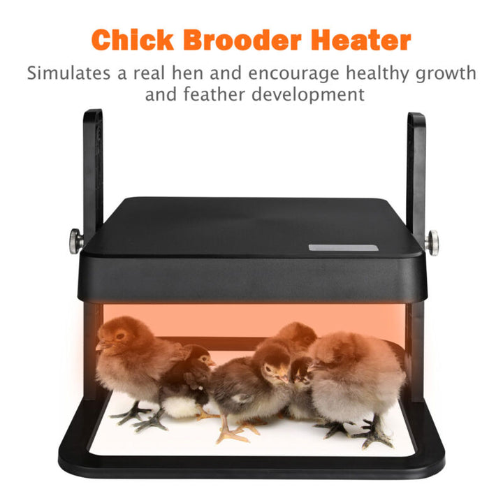 Adjustable 10x10 inch chick brooder heater, perfect for warming poultry & farm chicks