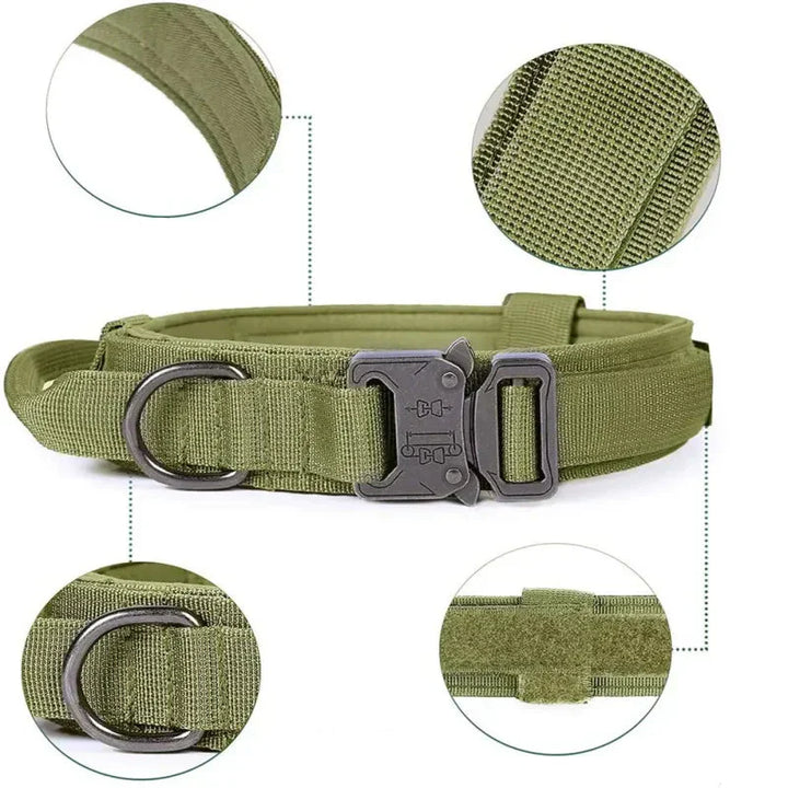 Dog wearing comfortable adjustable black nylon collar with leash attached, ideal for outdoor walks