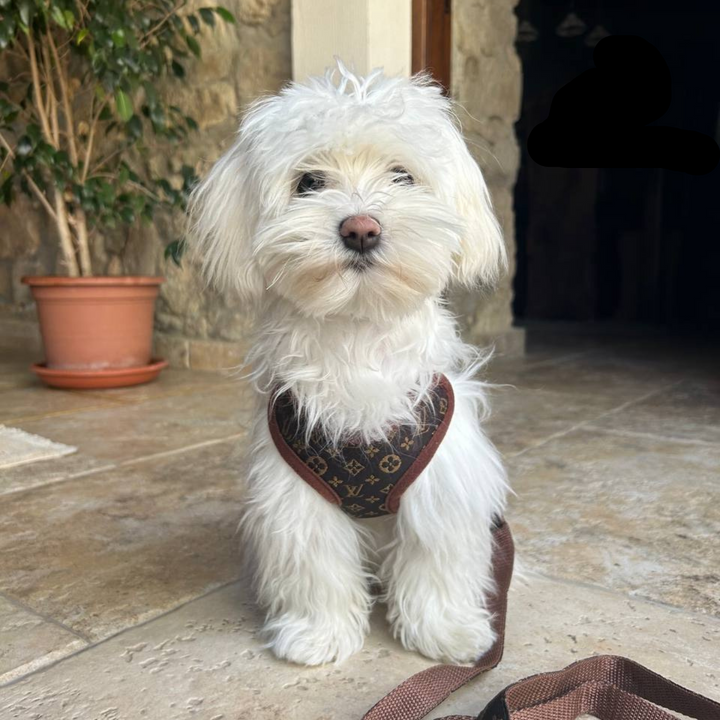 Adjustable no-pull dog harness & leash set for comfortable walk training. Ideal for small, medium, and large dogs.