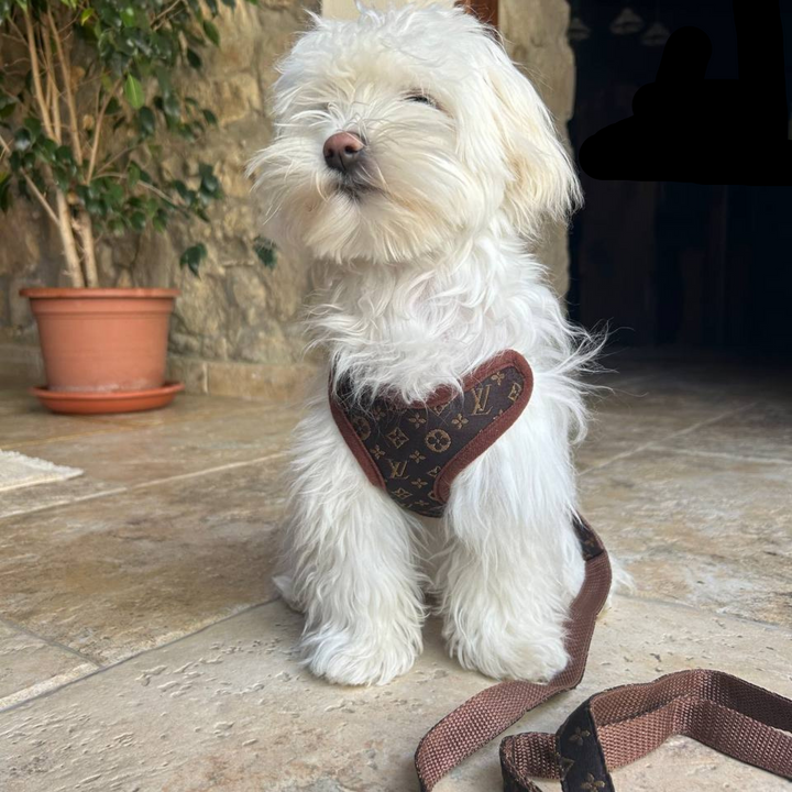 Durable dog leash, a key part of the comfortable dog harness & leash set. Perfect for daily walks & training.