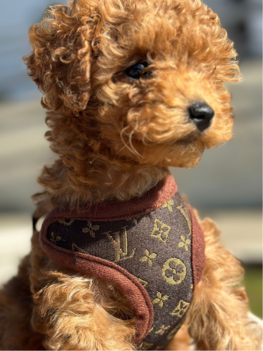 Small dog wearing an adjustable, comfortable no-pull harness & matching leash. Great for walk training.