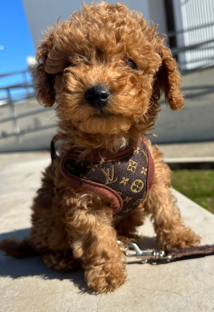 Medium to large dog enjoying a walk with the comfortable no-pull dog harness & leash set for control.