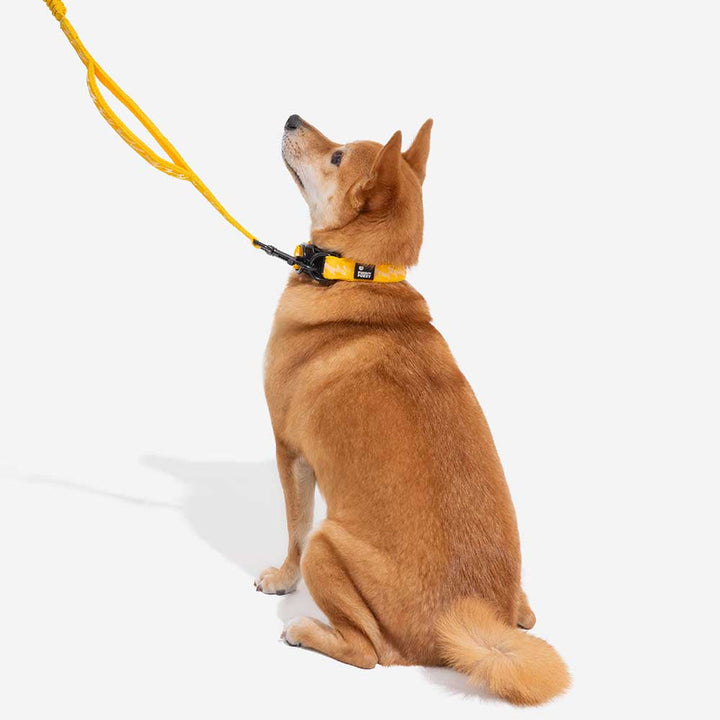 Dog wearing an adjustable nylon reflective collar during a daytime walk. Comfort & style.