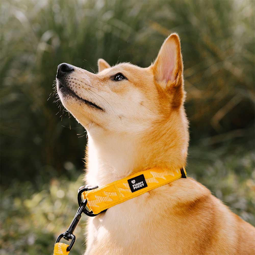 Dog on a hike wearing a blue adjustable nylon reflective dog collar. Durable pet gear.