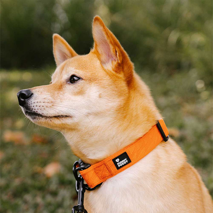 Side view of the reflective strip on an adjustable nylon dog collar. Night safety.