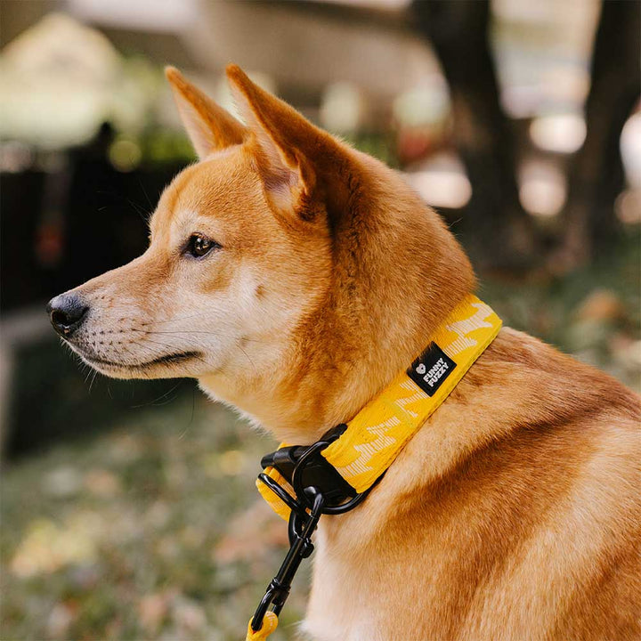 Black adjustable nylon reflective dog collar. Ideal for walking & hiking comfort.