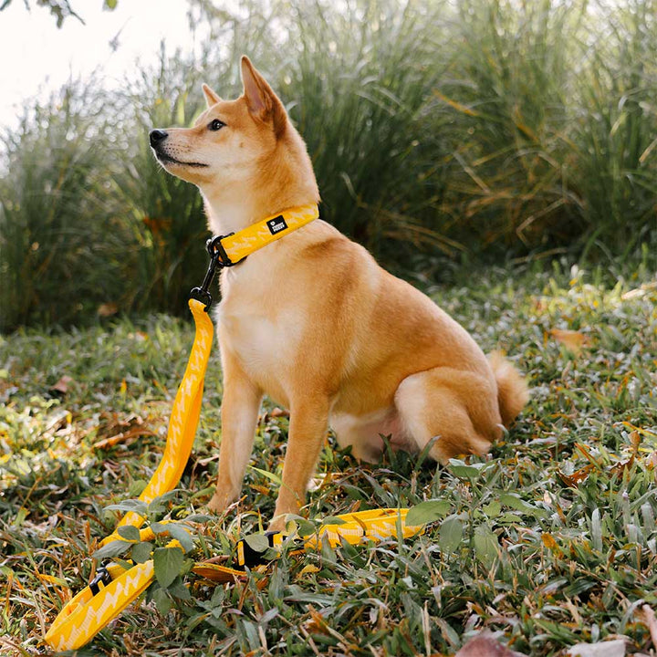 Blue adjustable nylon reflective dog collar on a dog model. Pet accessory for safety.