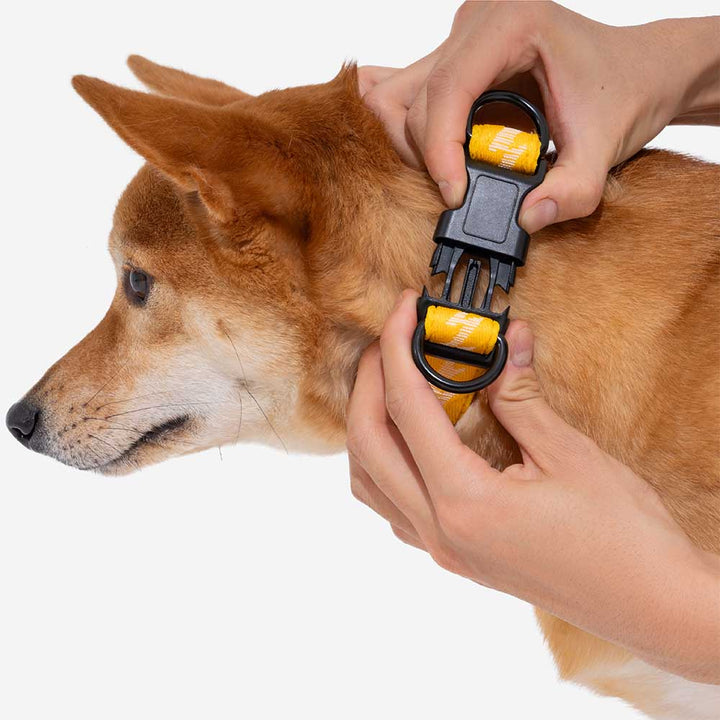 Close-up of the reflective stitching on an adjustable nylon dog collar. Enhanced safety.