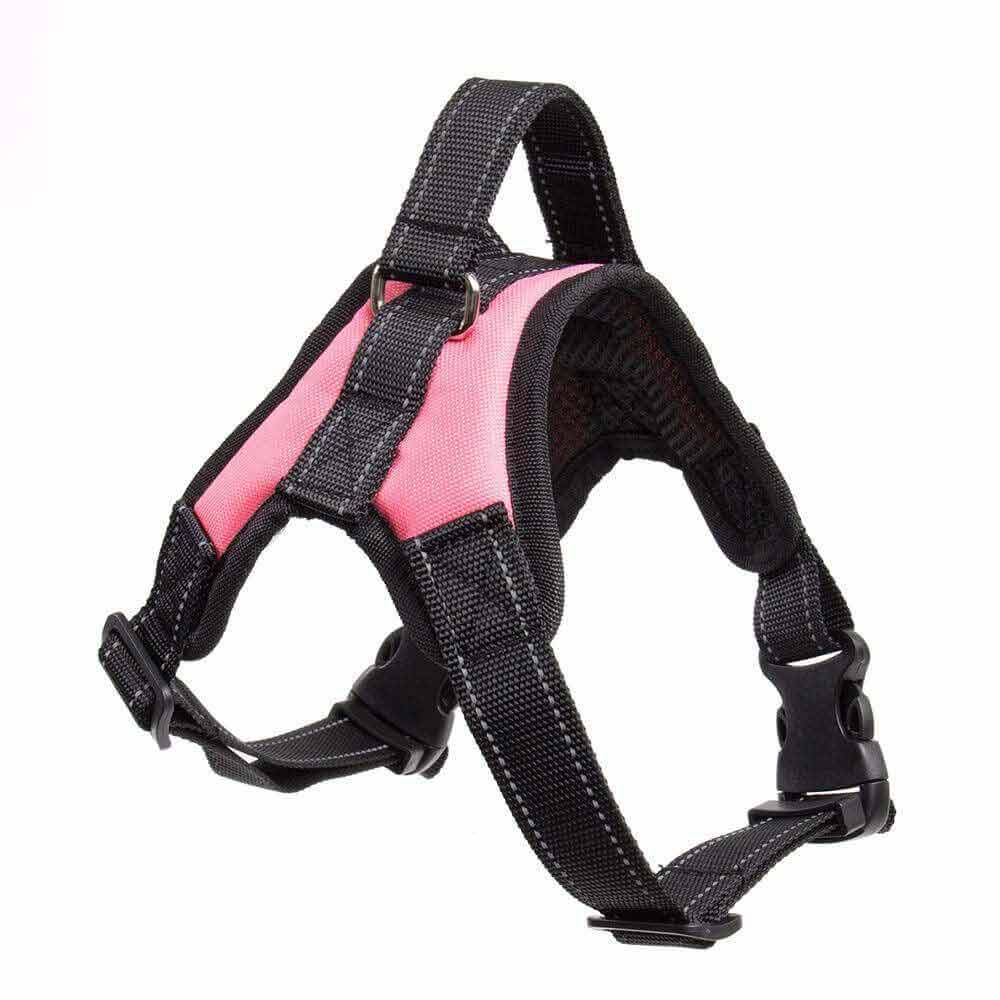 Dog wearing a blue adjustable padded harness, enjoying a comfortable walk in the park.
