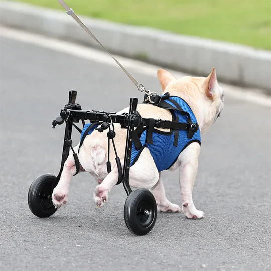 Dog wheelchair, lightweight and adjustable, providing essential mobility support for disabled dogs, vet approved.