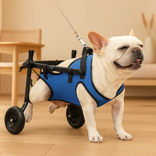 Lightweight dog wheelchair for disabled or injured pets, an adjustable mobility aid that is vet recommended.