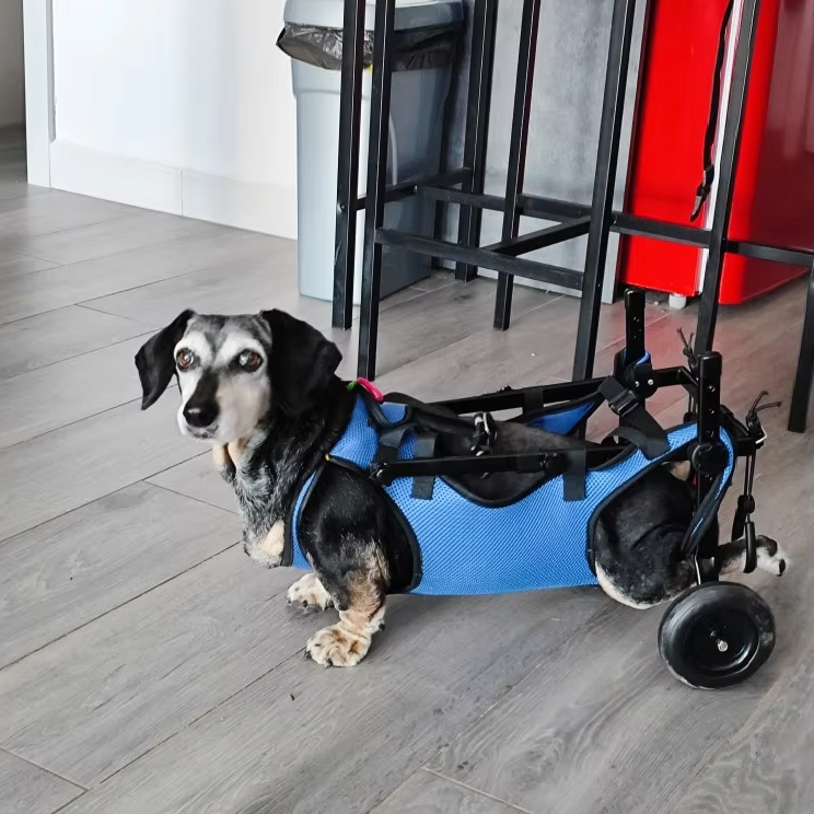 Adjustable pet wheelchair for dog mobility aid (front view)
