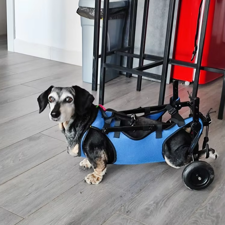 Adjustable pet wheelchair for dog mobility aid (front view)