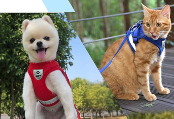Escape-proof cat harness with leash, ensuring pet safety during outdoor excursions for kittens.