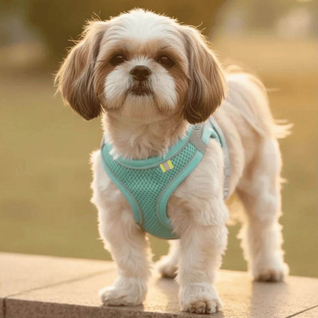 Breathable black nylon pet harness for small dogs, showing adjustable straps and buckles