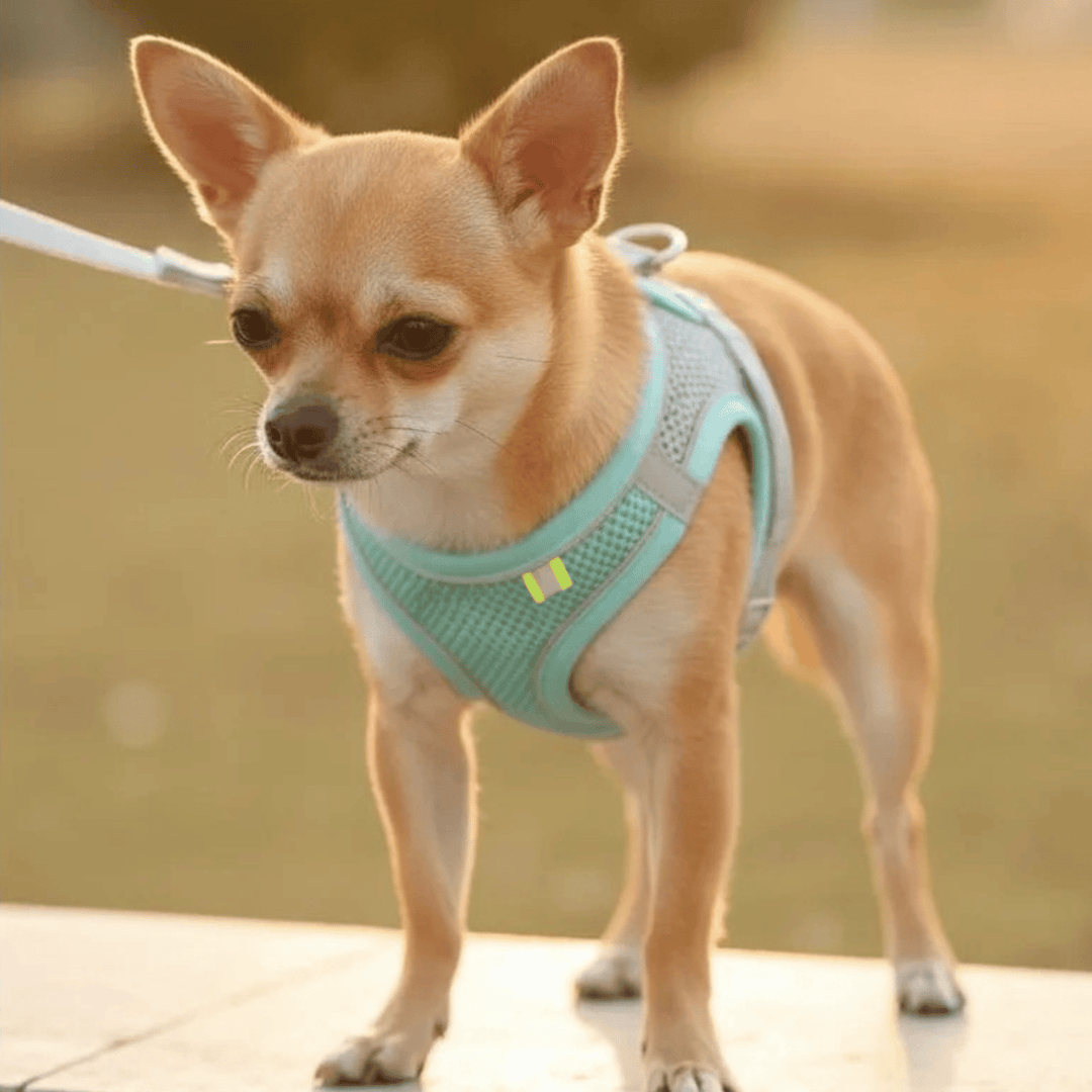 Close-up of the breathable mesh fabric on an adjustable pet harness, suitable for cats