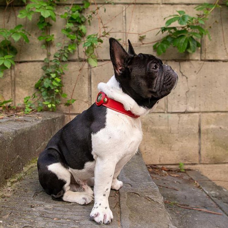 Black leather dog collar, ideal for tracking devices, waterproof and adjustable fit for adventure pets.