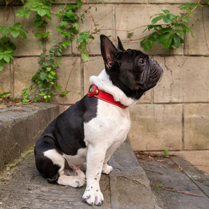 Black leather dog collar, ideal for tracking devices, waterproof and adjustable fit for adventure pets.