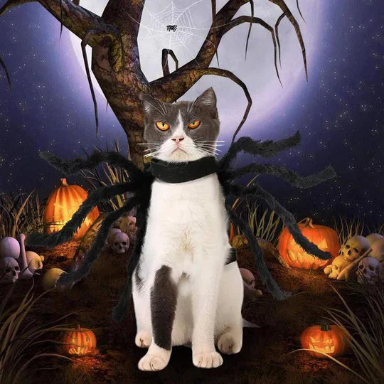 Adorable black spider pet costume for dogs with eight furry legs and spooky eyes, perfect for Halloween dress-up.