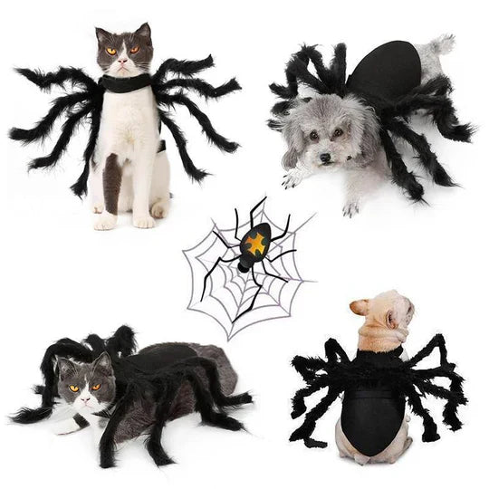 Cute cat wearing a black spider pet costume with large fluffy legs, ready for Halloween, pet apparel.