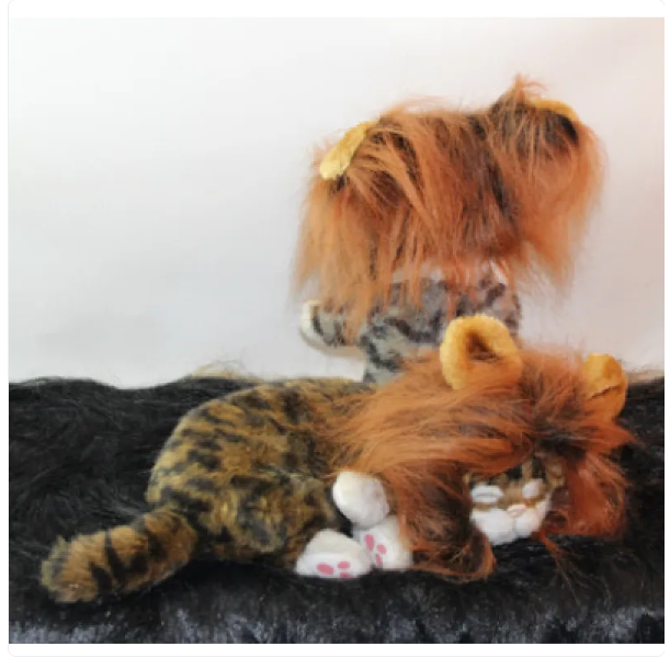 A domestic short-haired cat transformed into a mini lion with a detailed lion mane pet accessory.