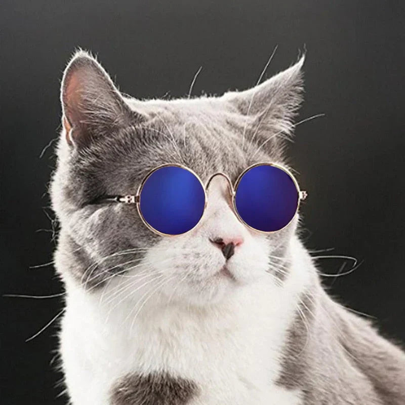 Small dog in fashionable round pet glasses, perfect for a chic pet accessory look.