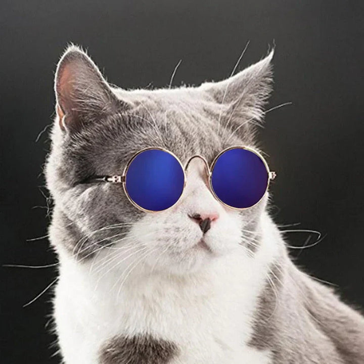 Small dog in fashionable round pet glasses, perfect for a chic pet accessory look.