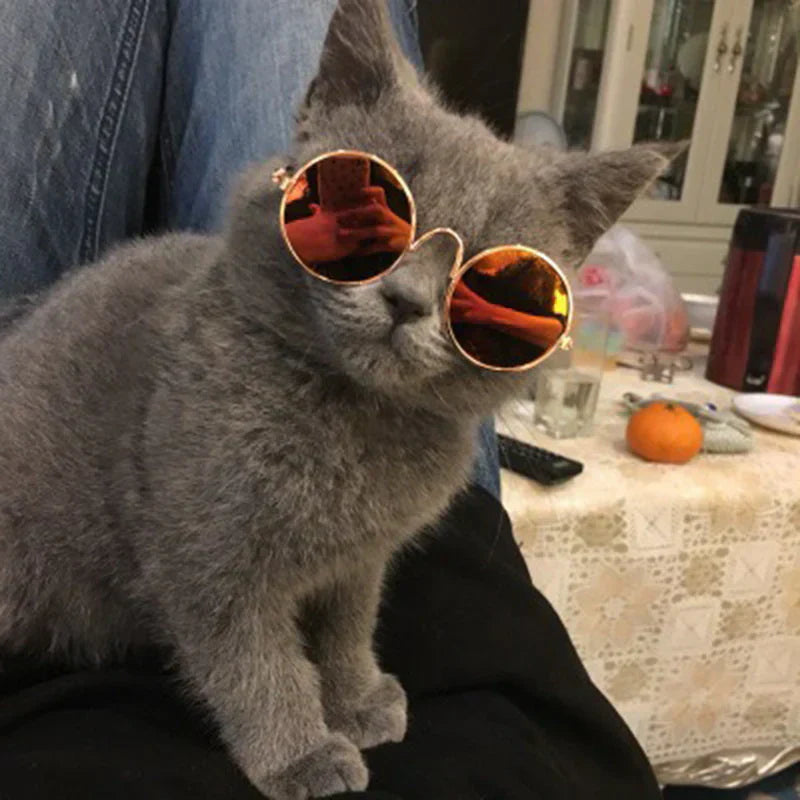 Close-up of a cat's face with trendy black round eyewear, showcasing pet fashion.
