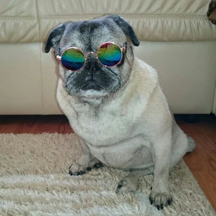 Pet round eye-wear for cats and small dogs, displayed on a clean background.
