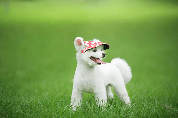 Small pet, possibly a cat, modeling a stylish green Sun Protection Baseball Cap with adjustable strap