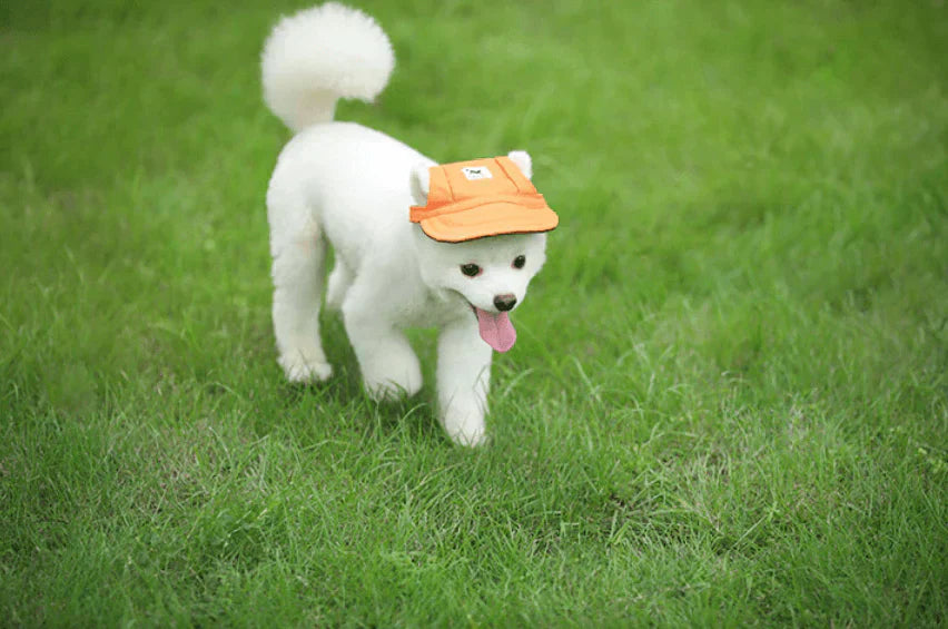 Side view of a dog wearing a pink durable suncap, showing ear holes and secure fit for UV protection
