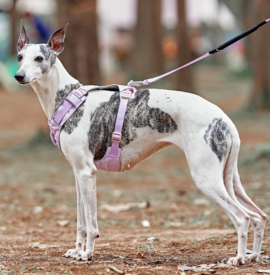 Pet accessories: Black anti-pull dog harness with included adjustable leash