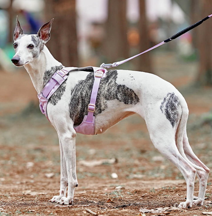 Pet accessories: Black anti-pull dog harness with included adjustable leash
