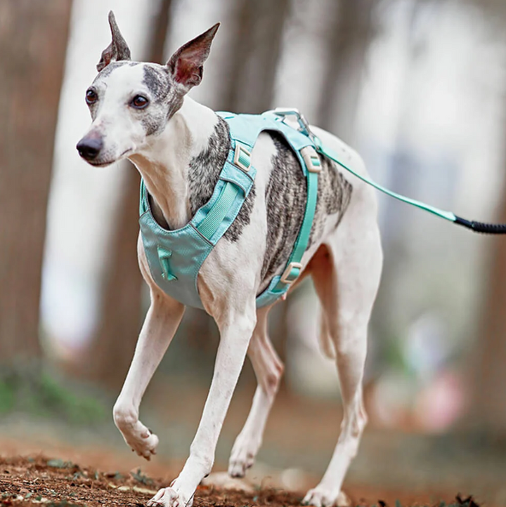 Stress-free dog walking gear: adjustable anti-pull harness with comfortable fit