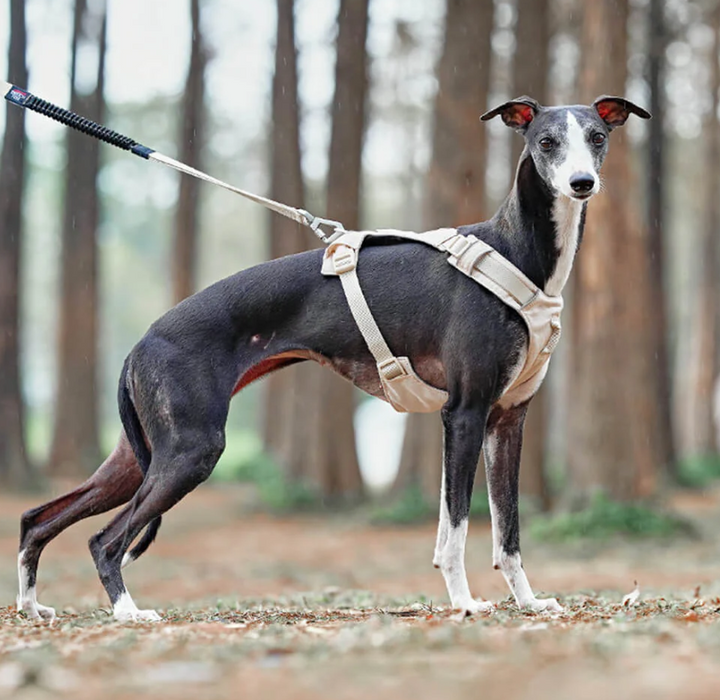 Durable dog harness and leash set, perfect for daily walks and outdoor adventures