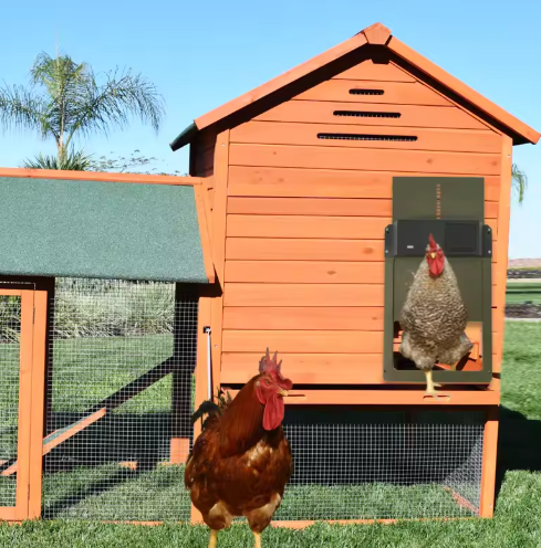 Automatic chicken coop door system with timer for poultry safety on a farm