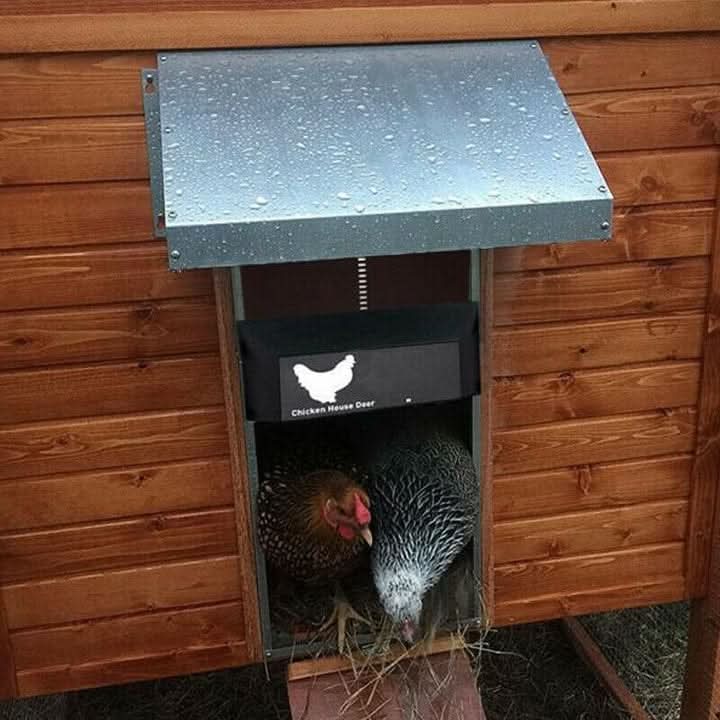 Automatic chicken coop door with light sensor installed on a wooden coop, protecting chickens.
