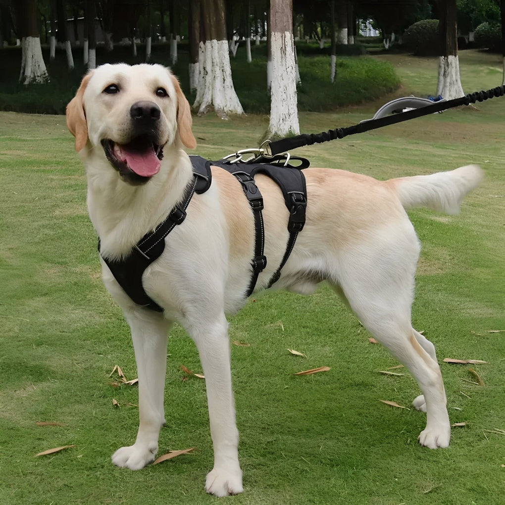 Reflective dog walking harness designed for optimal control and comfort during training sessions.