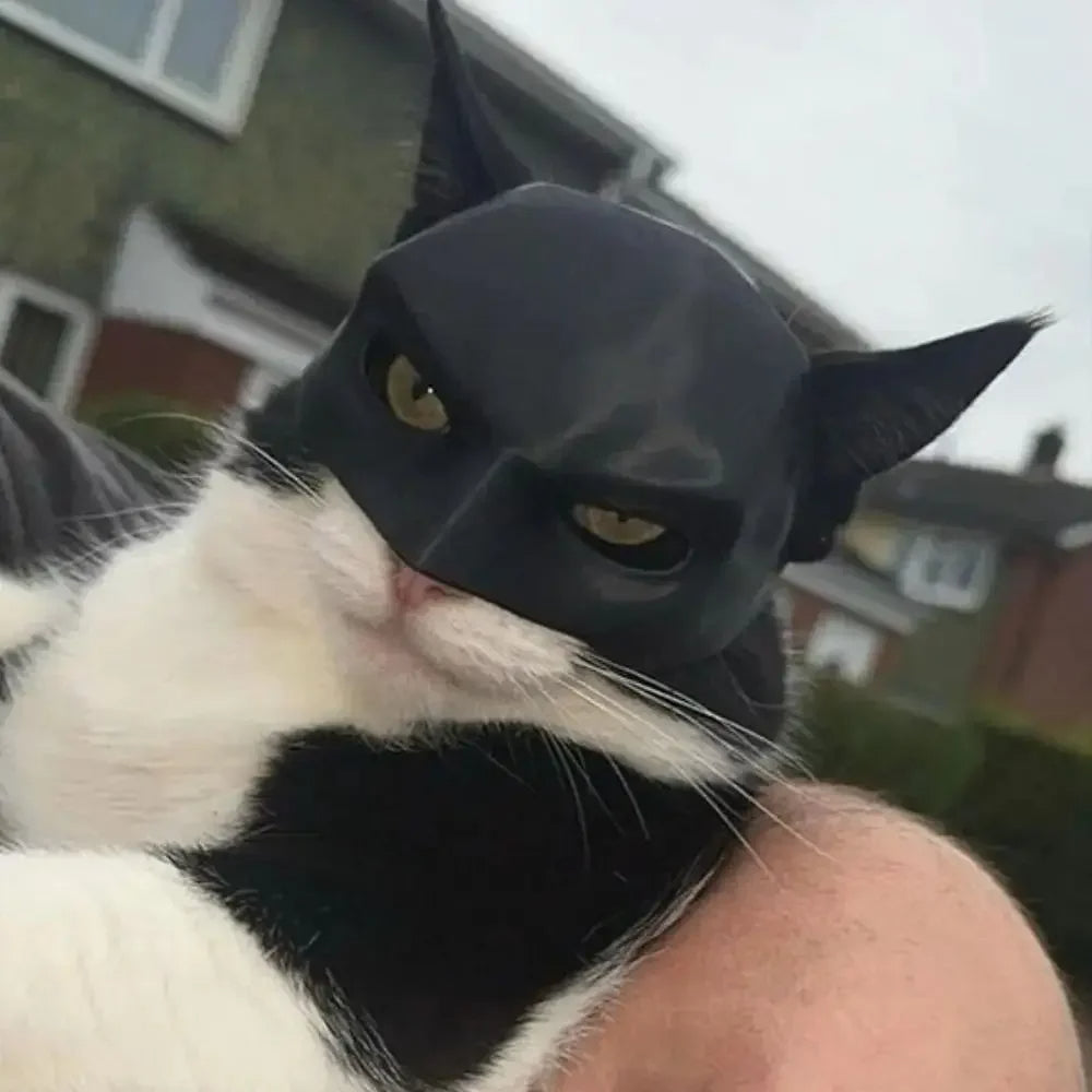 Close-up of a cat wearing a black superhero bat mask costume accessory