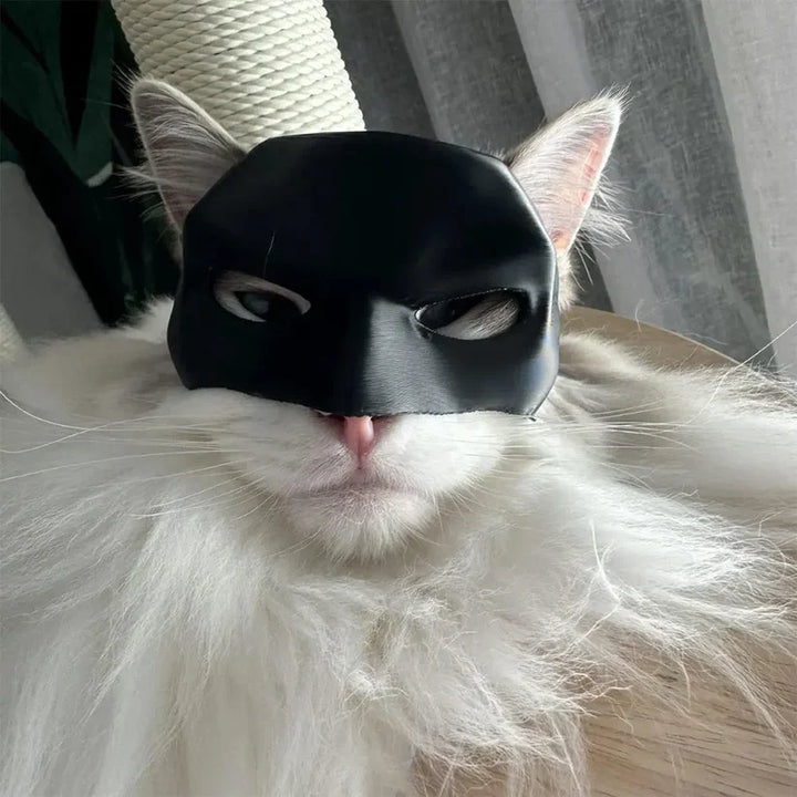 Small dog dressed in a novelty black bat mask for pets, Halloween costume