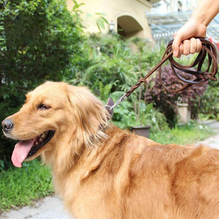 Stylish braided leather pet leash, unisex design, offering comfort and control for dogs