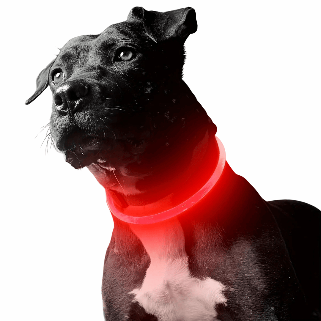 Bright green LED dog collar, USB rechargeable, ensuring pet visibility & safety during night walks
