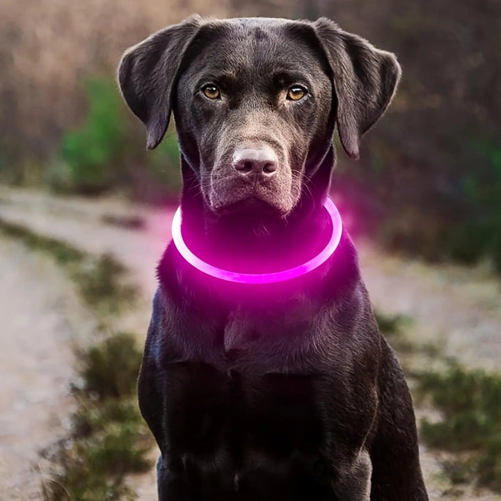 Close-up of blue LED dog collar with USB charging port, weatherproof, ideal for evening pet safety