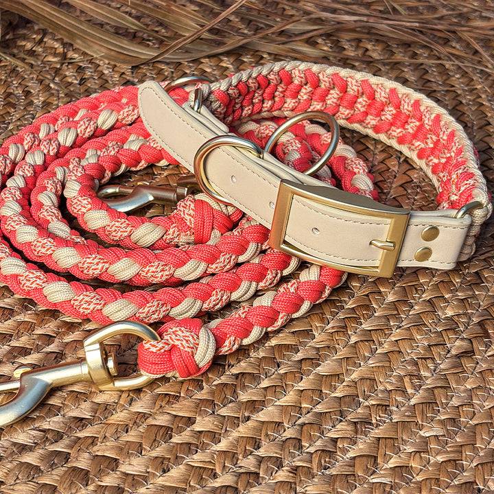 Close-up of leather dog collar with sturdy brass hardware, anti-pull feature
