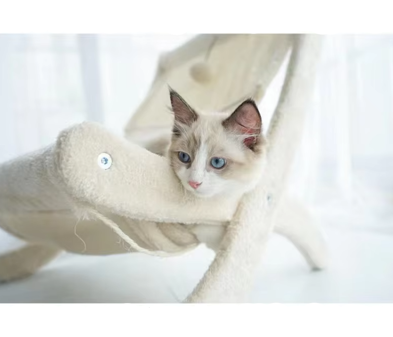 Feline lounge with pet comfort in mind: a versatile cat deckchair and scratcher for all cats