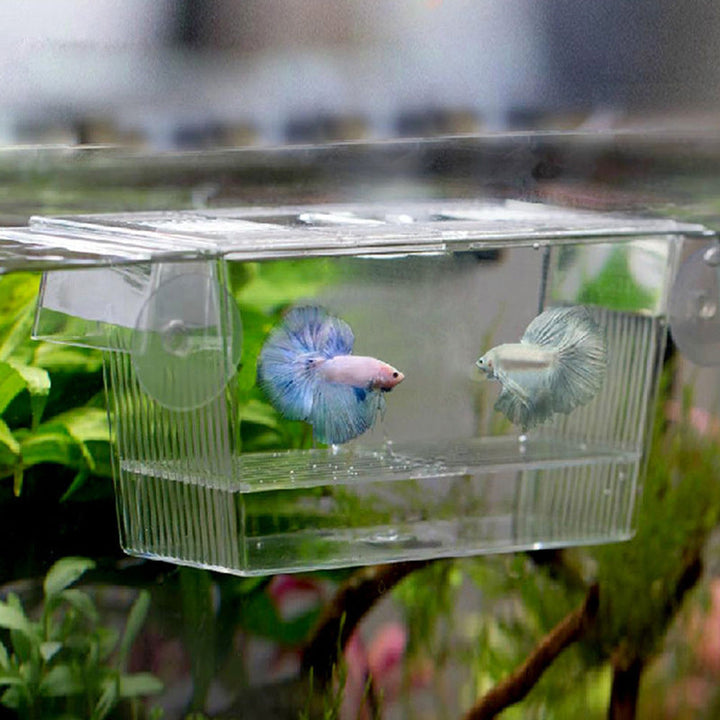 Aquarium breeding box for isolating fish and shrimp, essential for aquatic pets