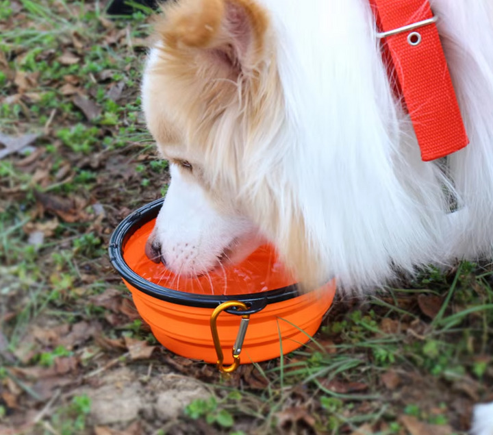 Collapsible rose silicone dog travel bowl with carabiner, perfect for pet hydration on the go
