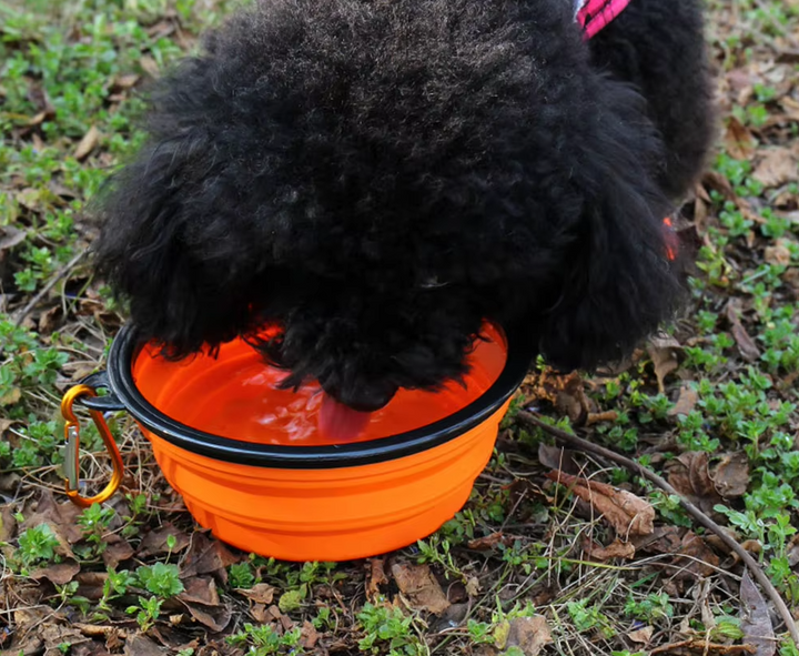 Durable rose silicone collapsible dog bowl and black carabiner, for convenient pet hydration
