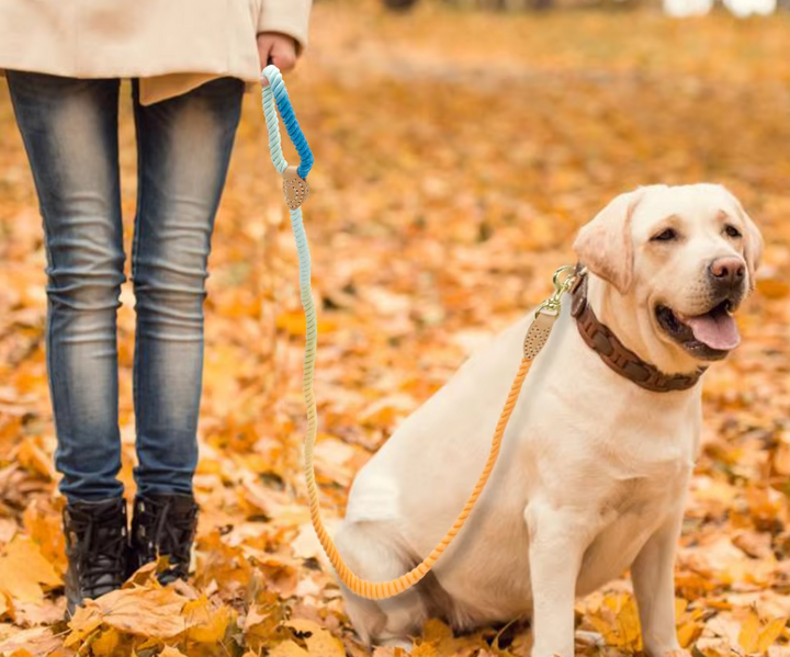 Colorful cotton rope dog leash with durable snap hook, perfect pet accessory for dog walking and outdoor adventures.