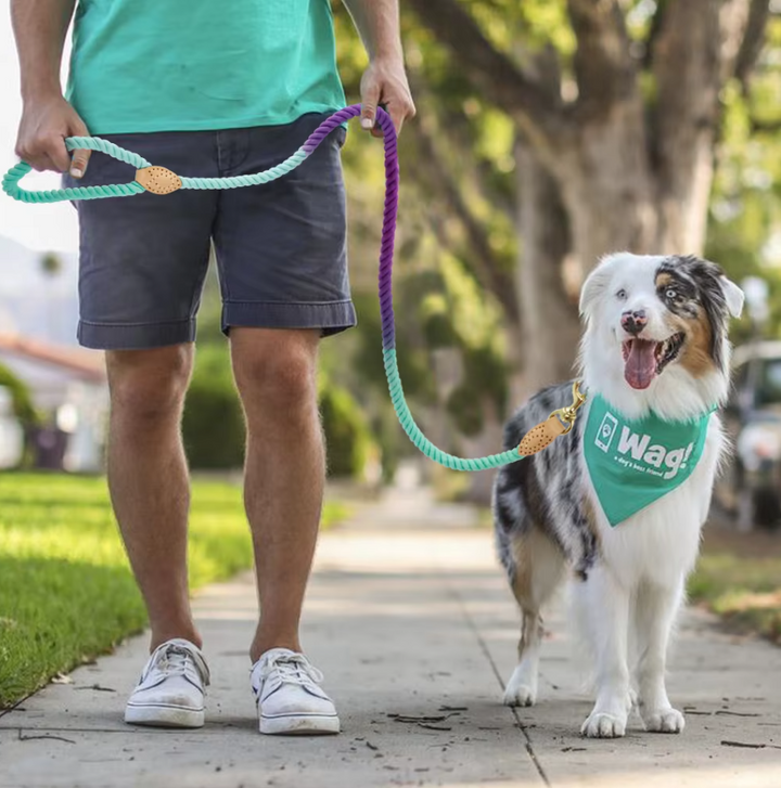 Vibrant, braided cotton rope dog leash featuring a secure metal snap hook, ideal for pet walking and outdoor gear.